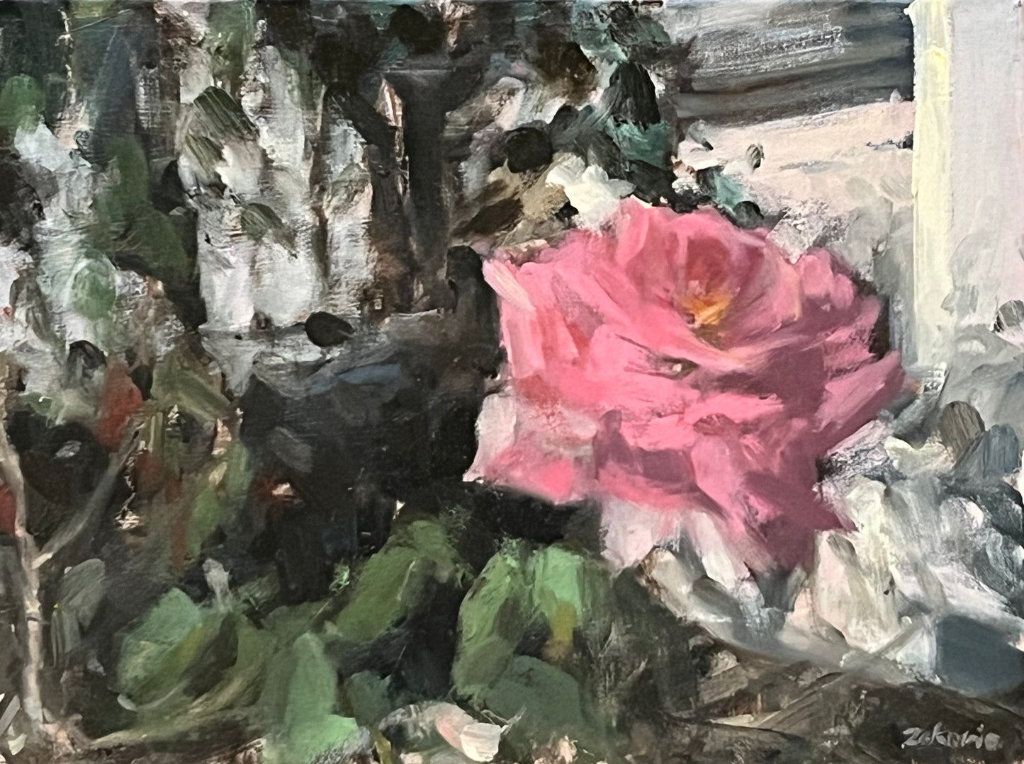 Rose in Garden