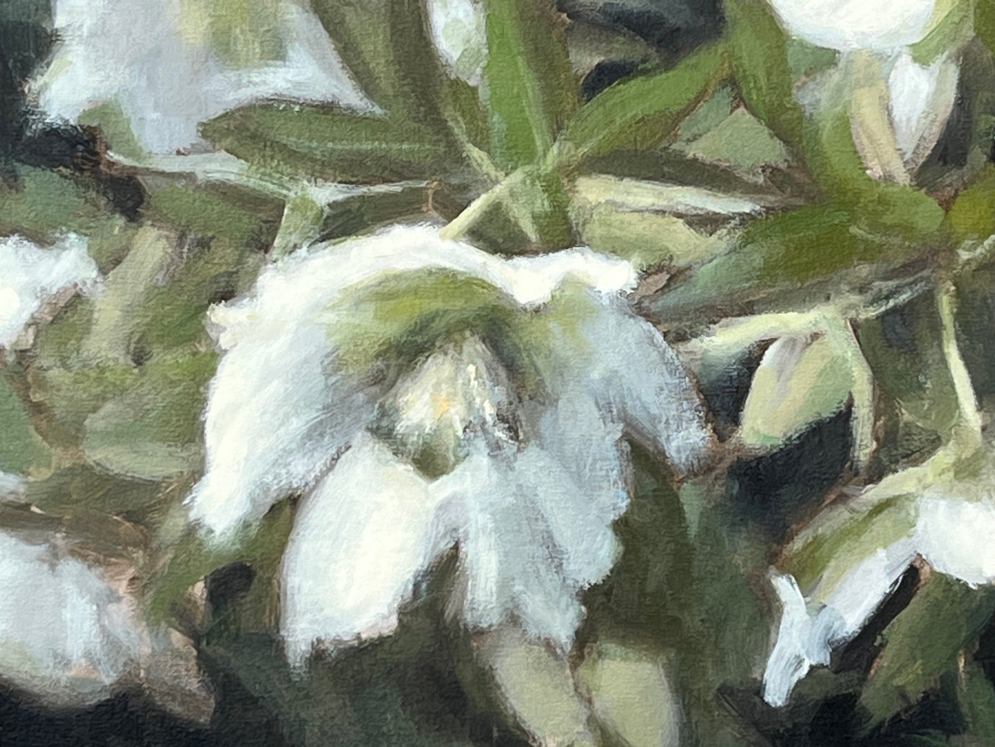 Dance of Hellebores