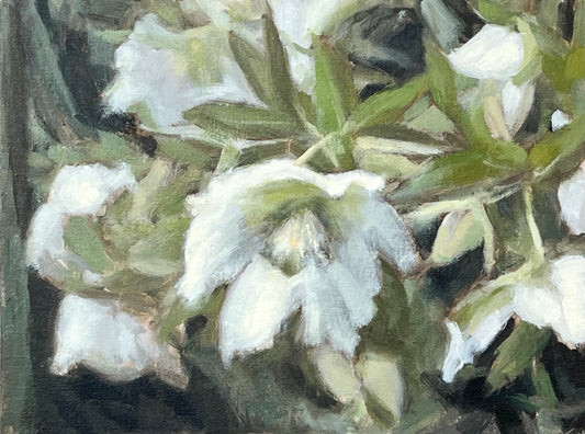 Dance of Hellebores