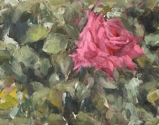 Study of a Pink Rose