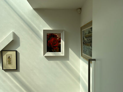 Red Rose Study