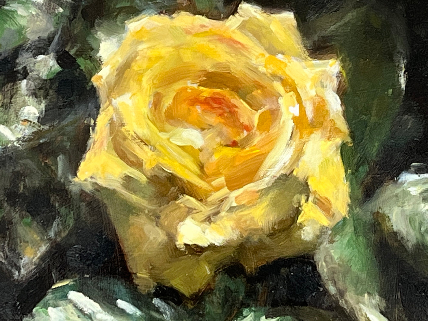 Yellow Garden Rose