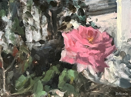 Rose in Garden